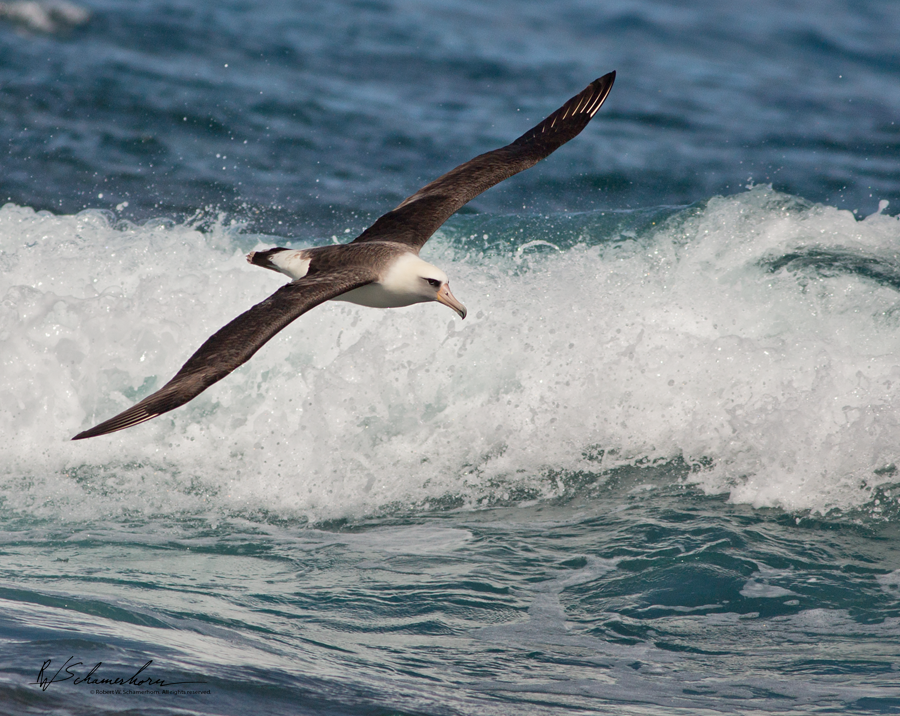 Wildlife Photography Gallery Image