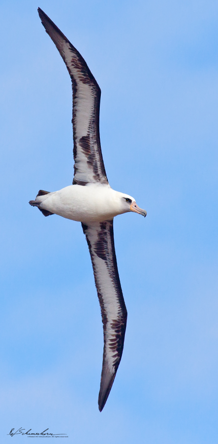 Wildlife Photography Gallery Image