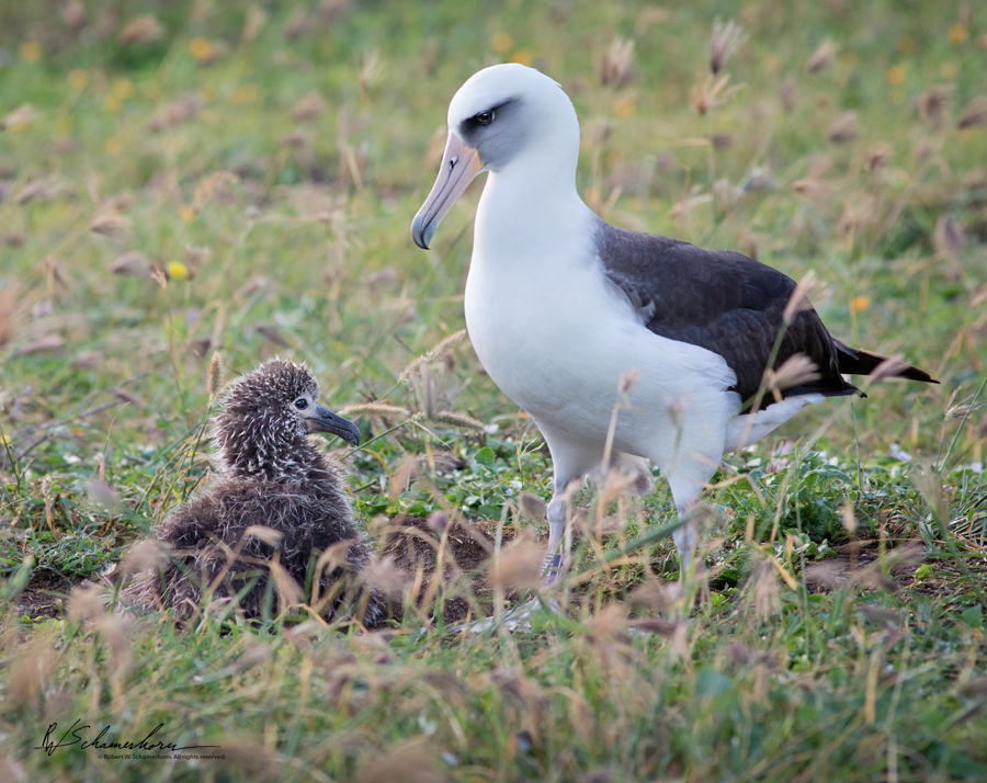 Wildlife Photography Gallery Image