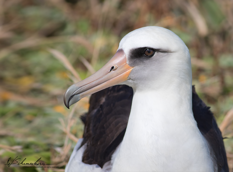 Wildlife Photography Gallery Image