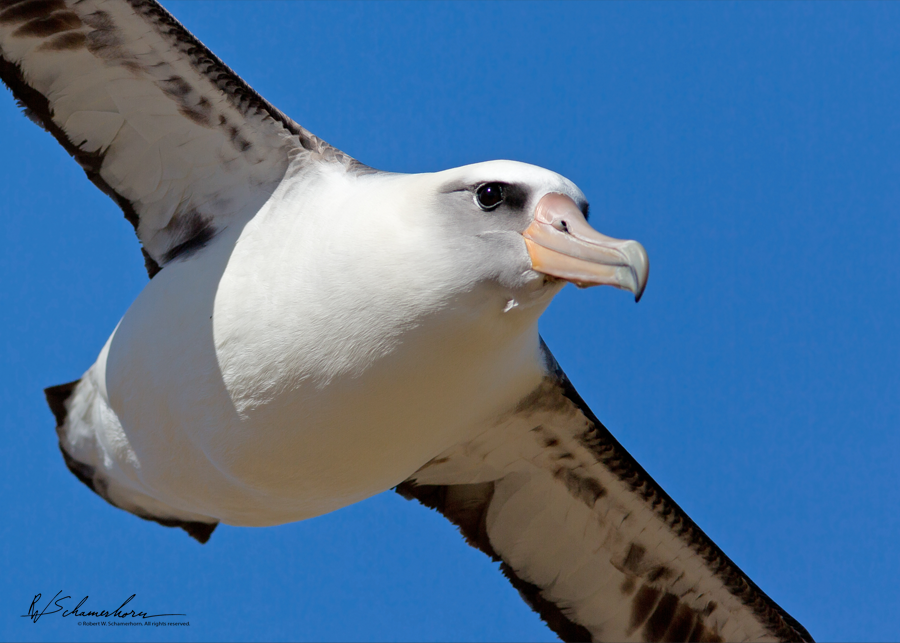 Wildlife Photography Gallery Image