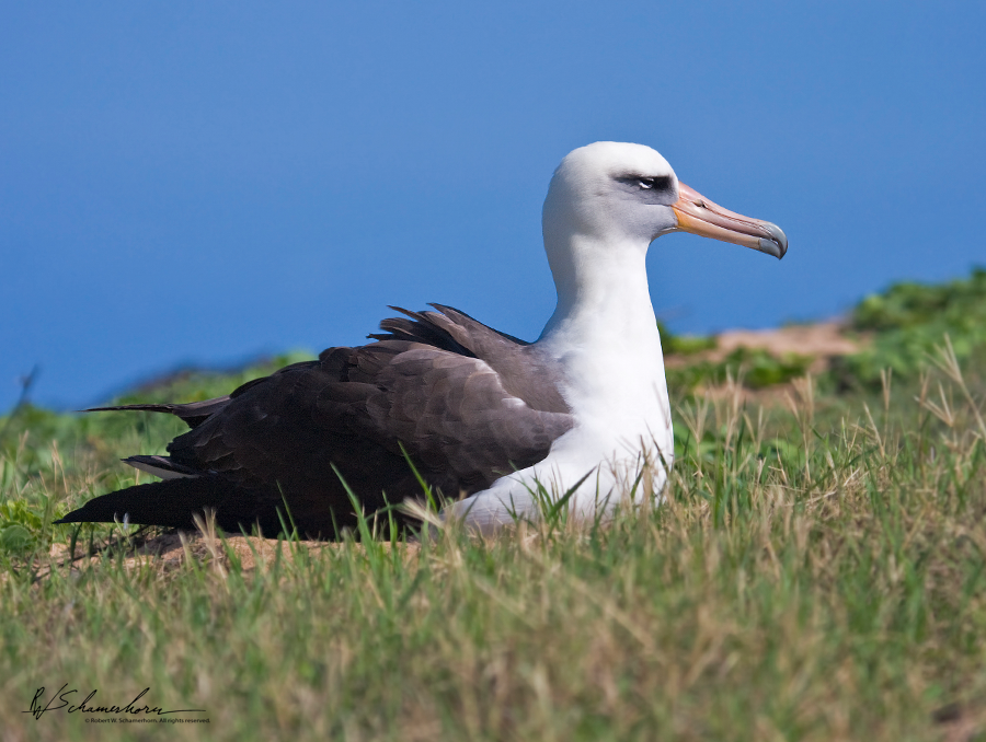 Wildlife Photography Gallery Image