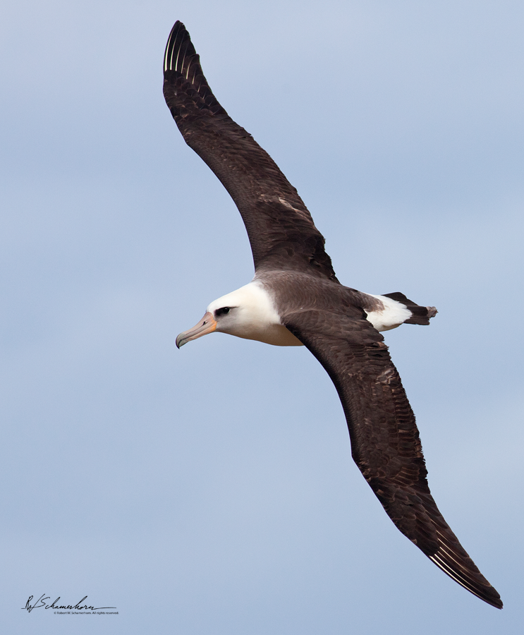 Wildlife Photography Gallery Image