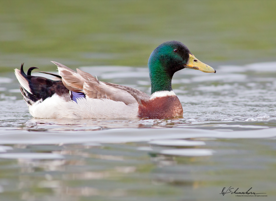Wildlife Photography Gallery Image