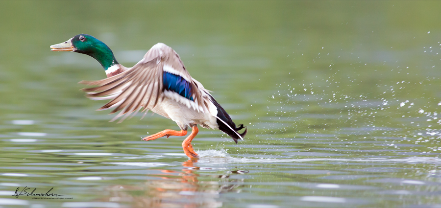 Wildlife Photography Gallery Image