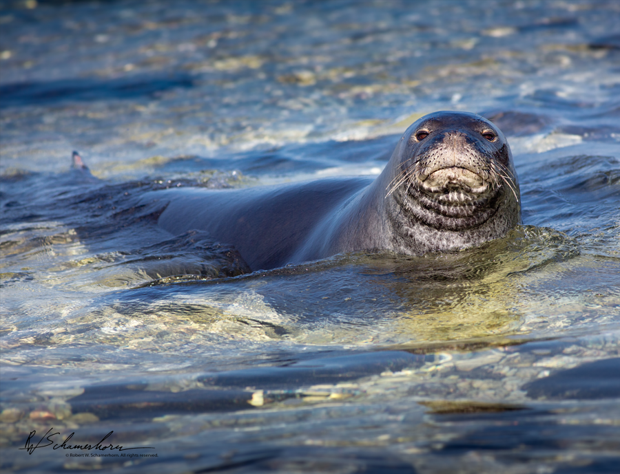 Wildlife Photography Gallery Image