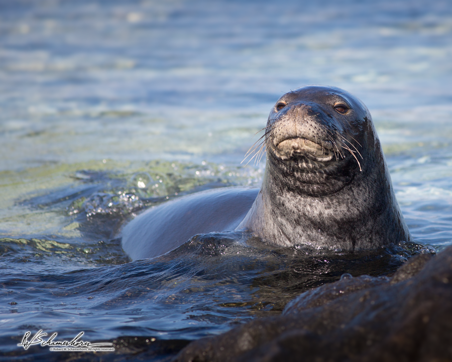 Wildlife Photography Gallery Image