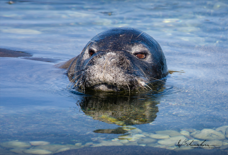 Wildlife Photography Gallery Image