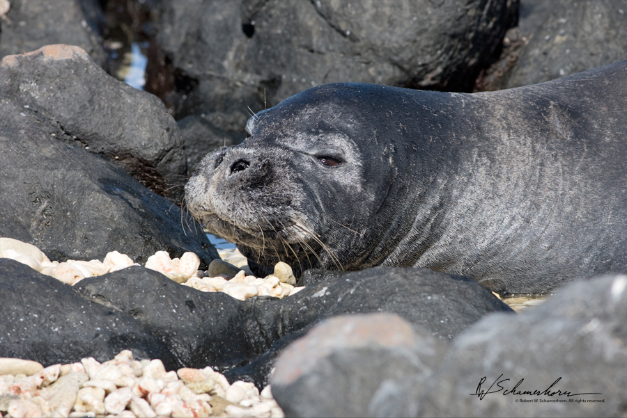 Wildlife Photography Gallery Image