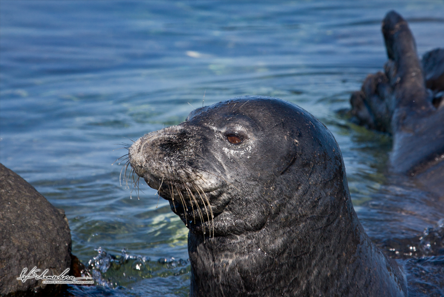 Wildlife Photography Gallery Image