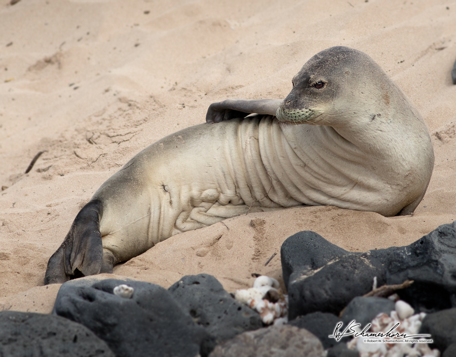 Wildlife Photography Gallery Image