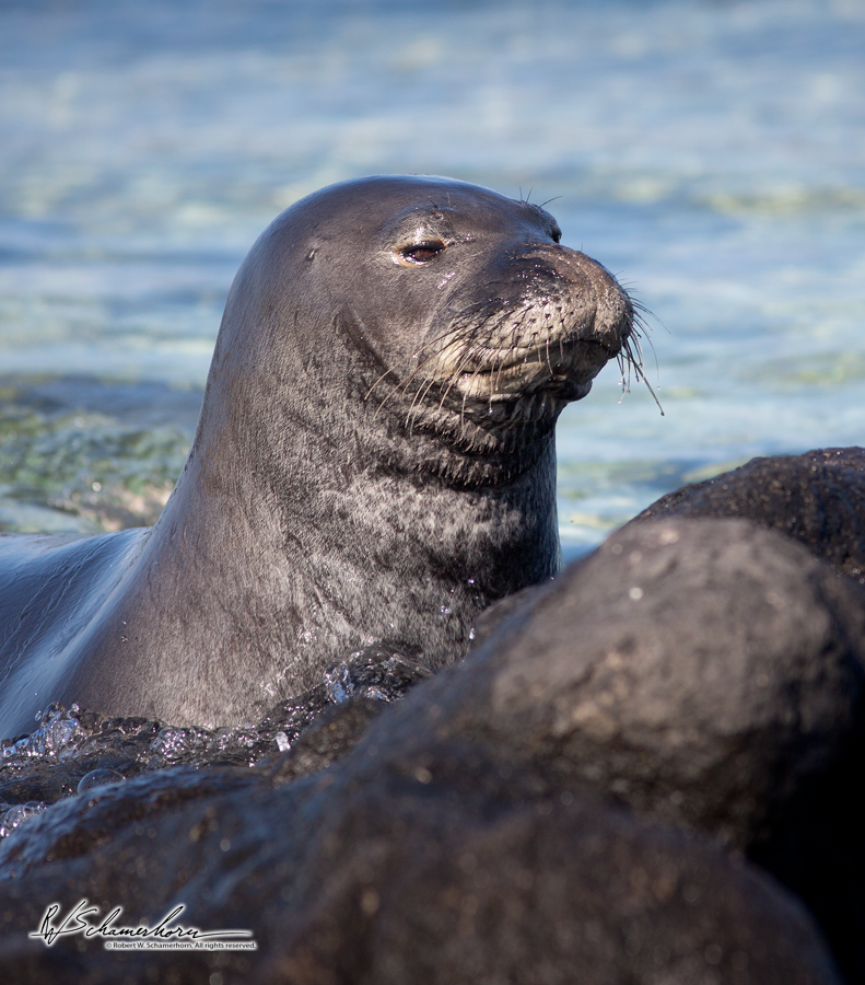 Wildlife Photography Gallery Image