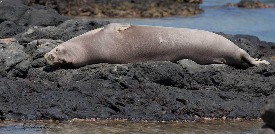 Wildlife Photography Gallery Image