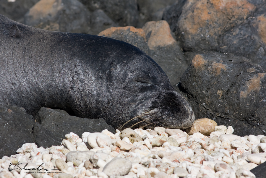 Wildlife Photography Gallery Image