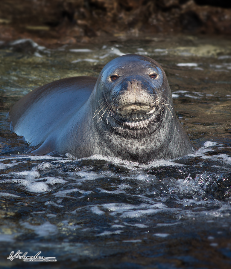Wildlife Photography Gallery Image