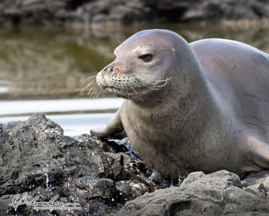 Wildlife Photography Gallery Image