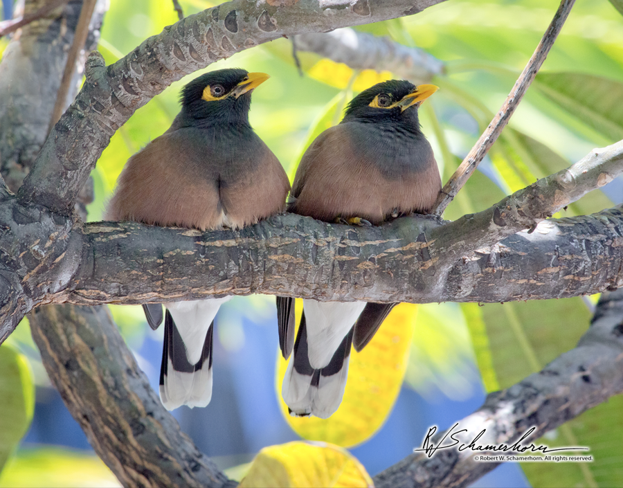 Wildlife Photography Gallery Image