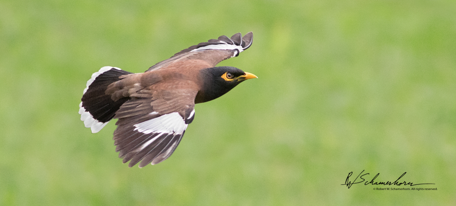 Wildlife Photography Gallery Image