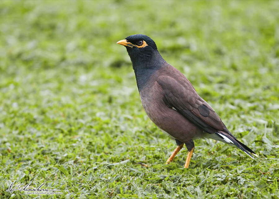 Wildlife Photography Gallery Image