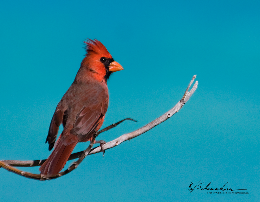 Wildlife Photography Gallery Image