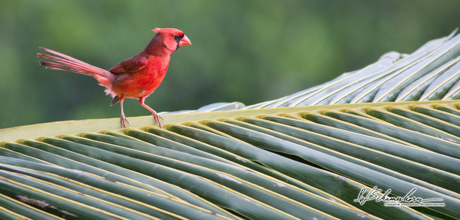 Wildlife Photography Gallery Image