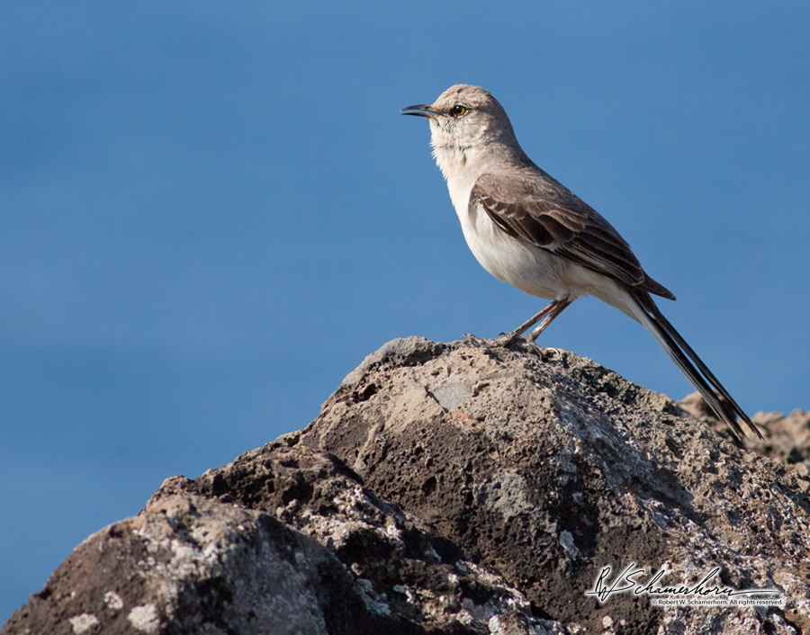 Wildlife Photography Gallery Image