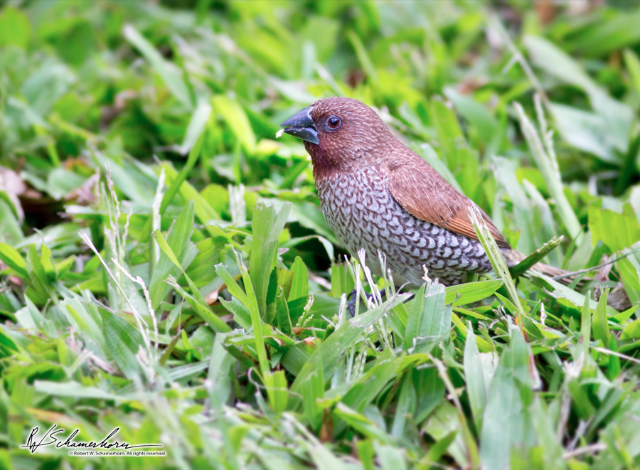 Wildlife Photography Gallery Image