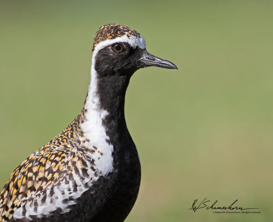 Wildlife Photography Gallery Image