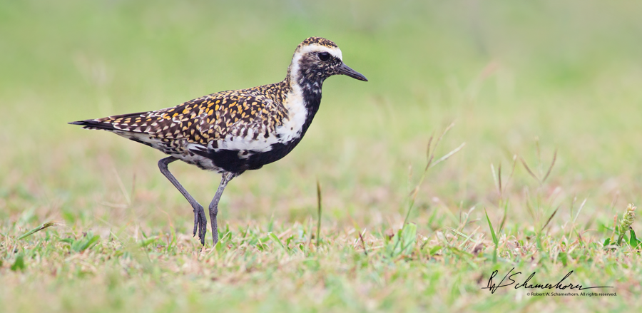 Wildlife Photography Gallery Image