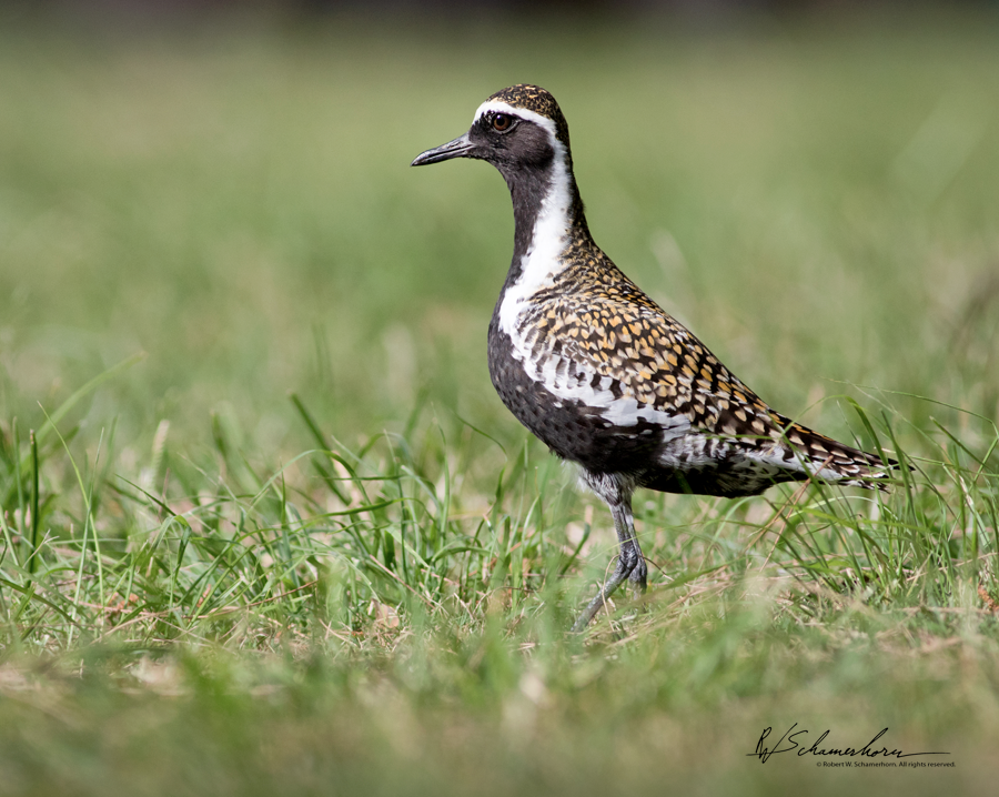 Wildlife Photography Gallery Image