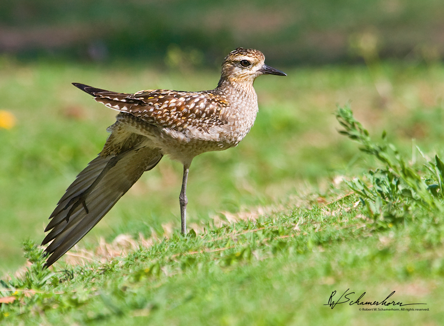 Wildlife Photography Gallery Image