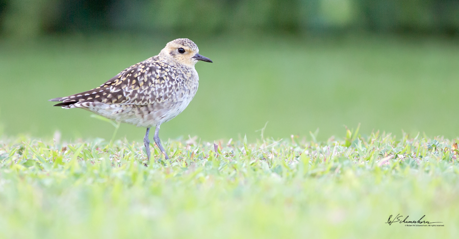 Wildlife Photography Gallery Image