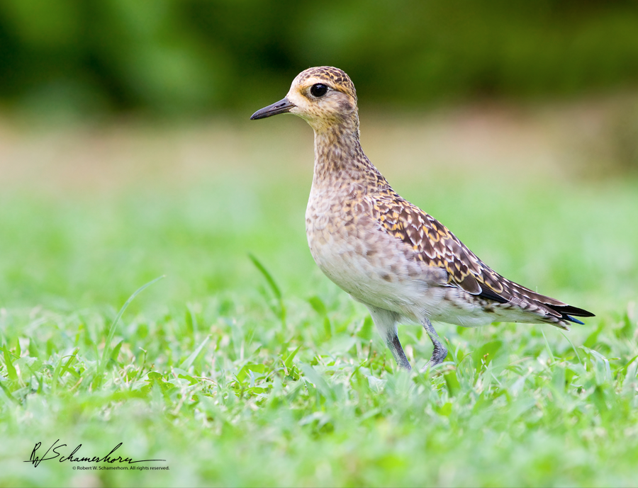 Wildlife Photography Gallery Image
