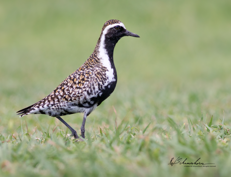Wildlife Photography Gallery Image