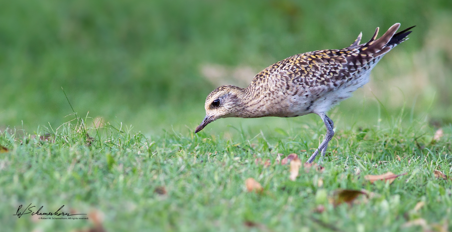 Wildlife Photography Gallery Image