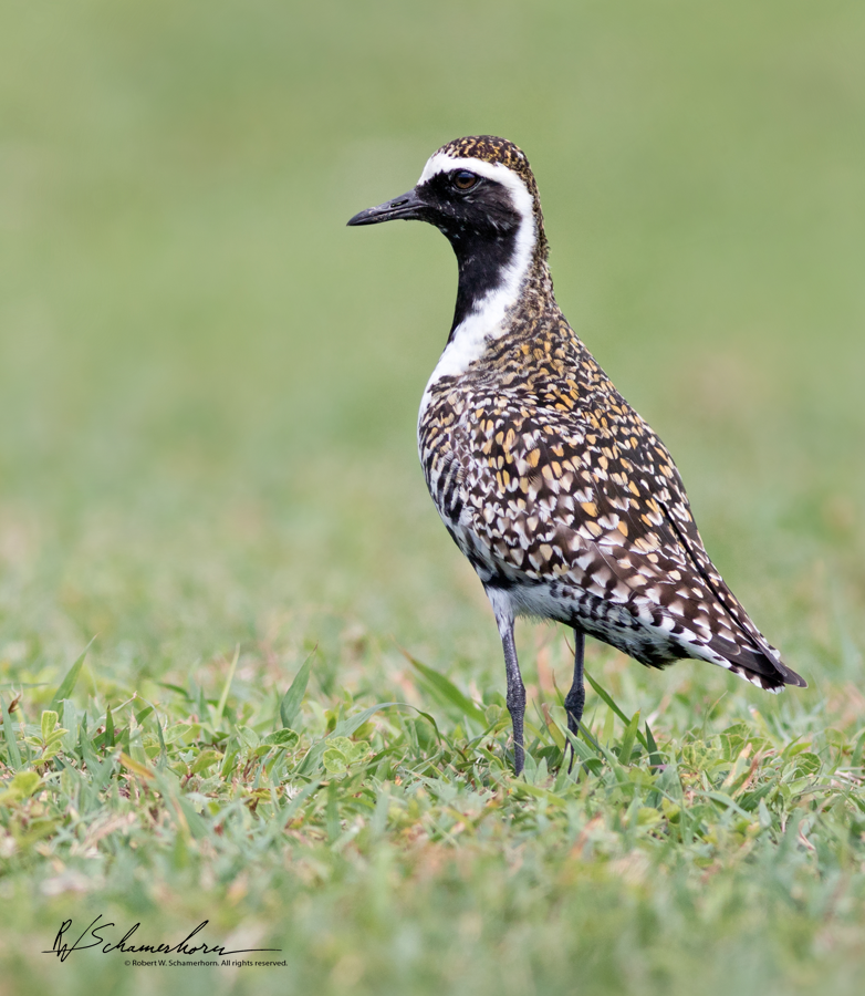 Wildlife Photography Gallery Image