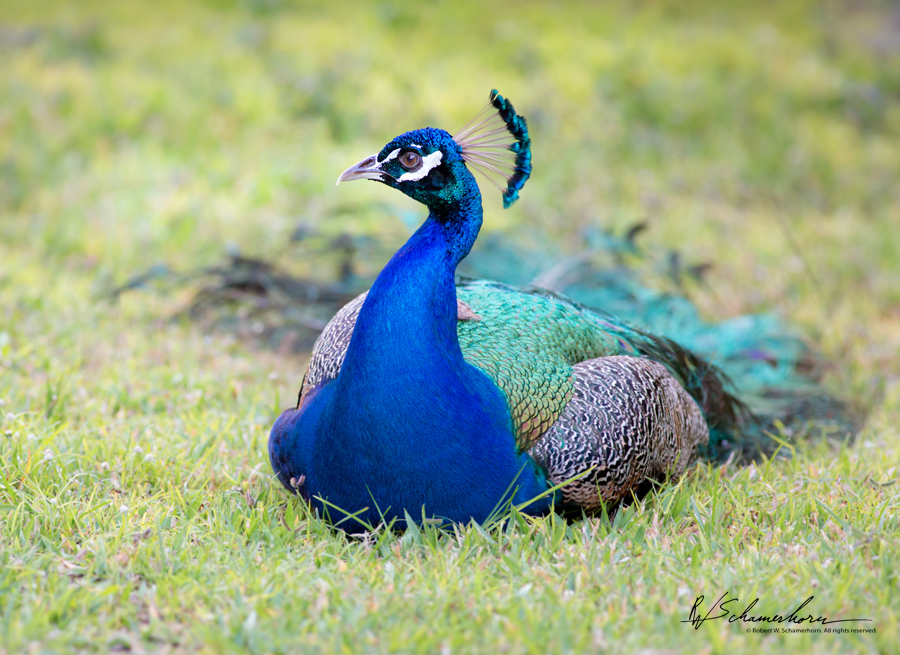 Wildlife Photography Gallery Image