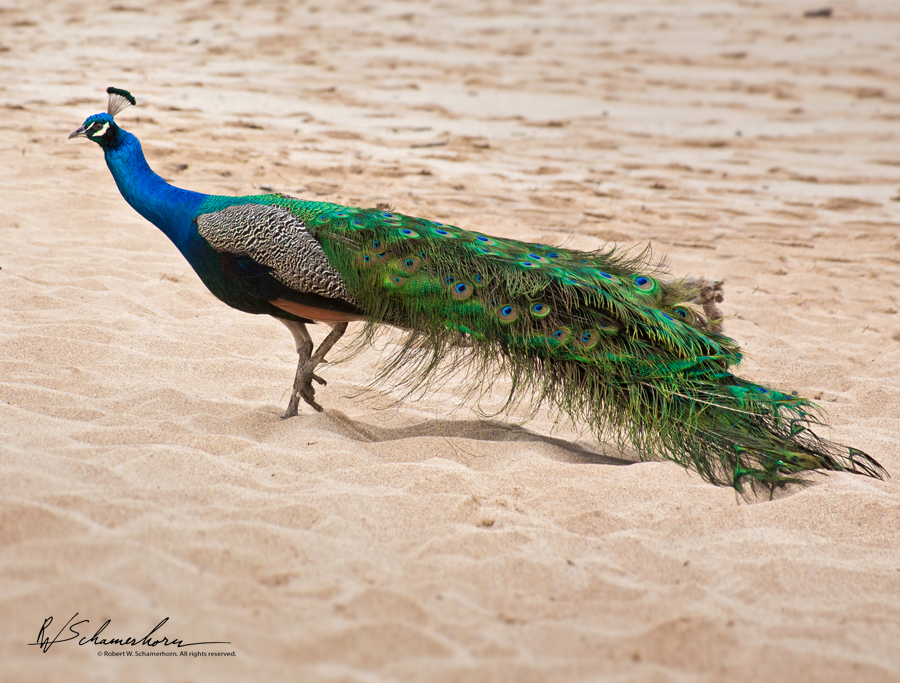 Wildlife Photography Gallery Image