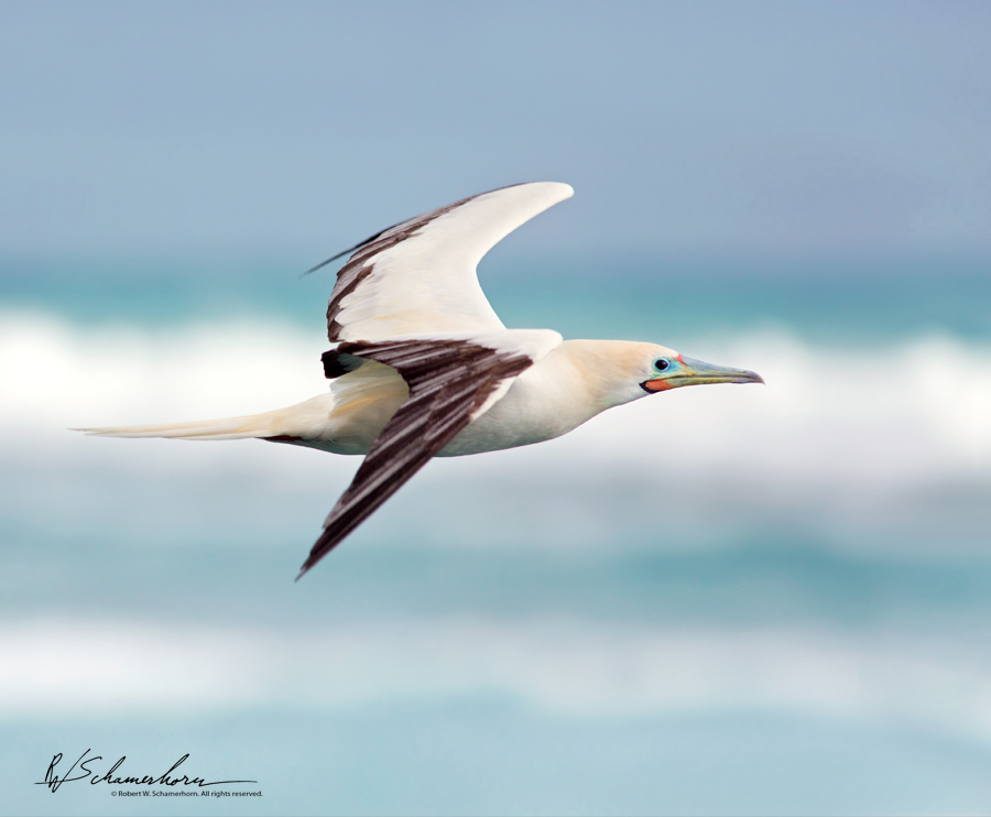 Wildlife Photography Gallery Image