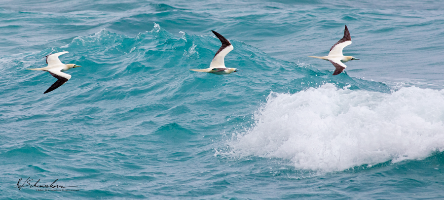 Wildlife Photography Gallery Image