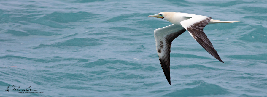 Wildlife Photography Gallery Image