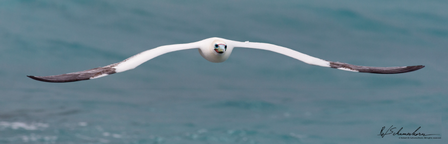 Wildlife Photography Gallery Image