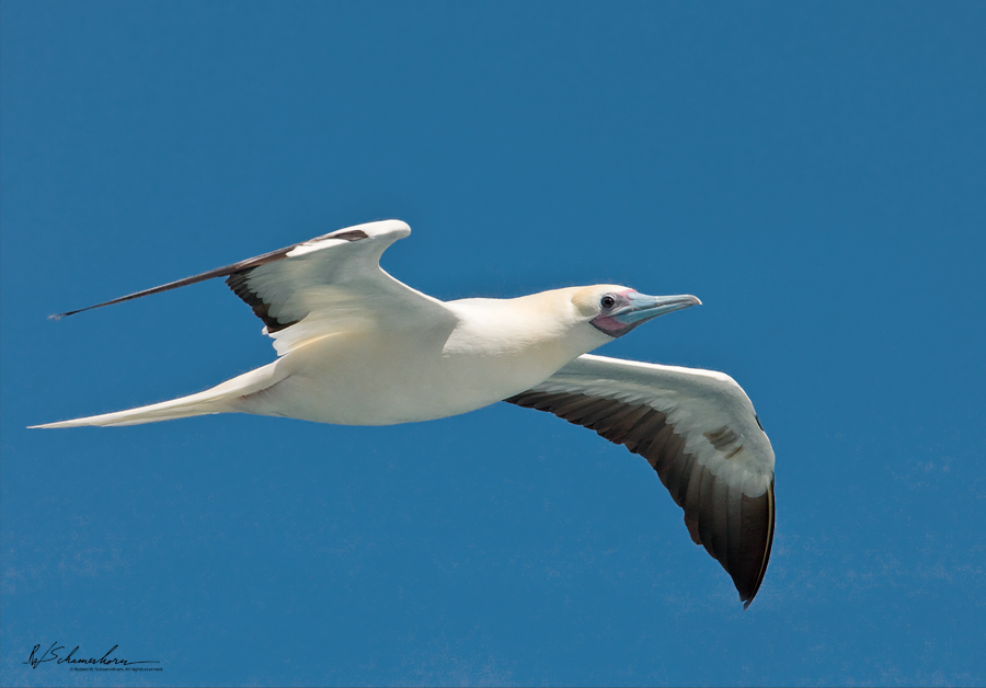 Wildlife Photography Gallery Image
