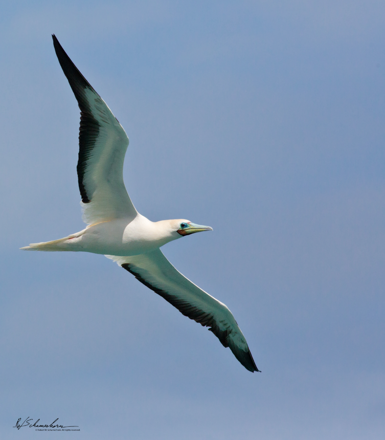 Wildlife Photography Gallery Image