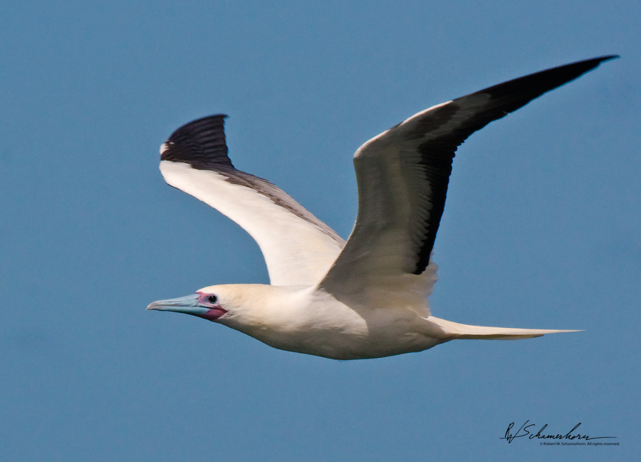 Wildlife Photography Gallery Image