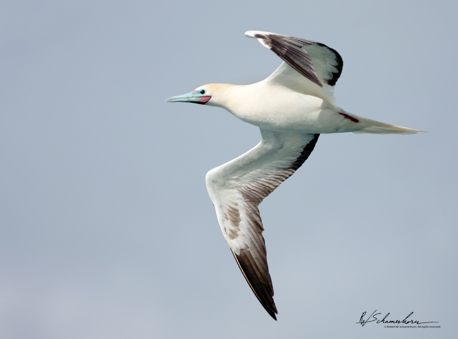Wildlife Photography Gallery Image
