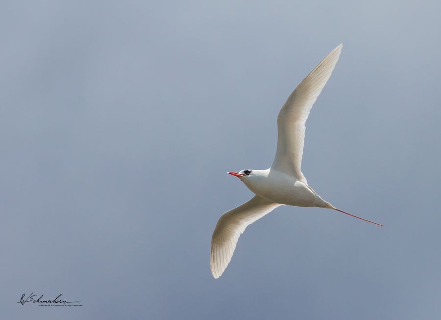 Wildlife Photography Gallery Image