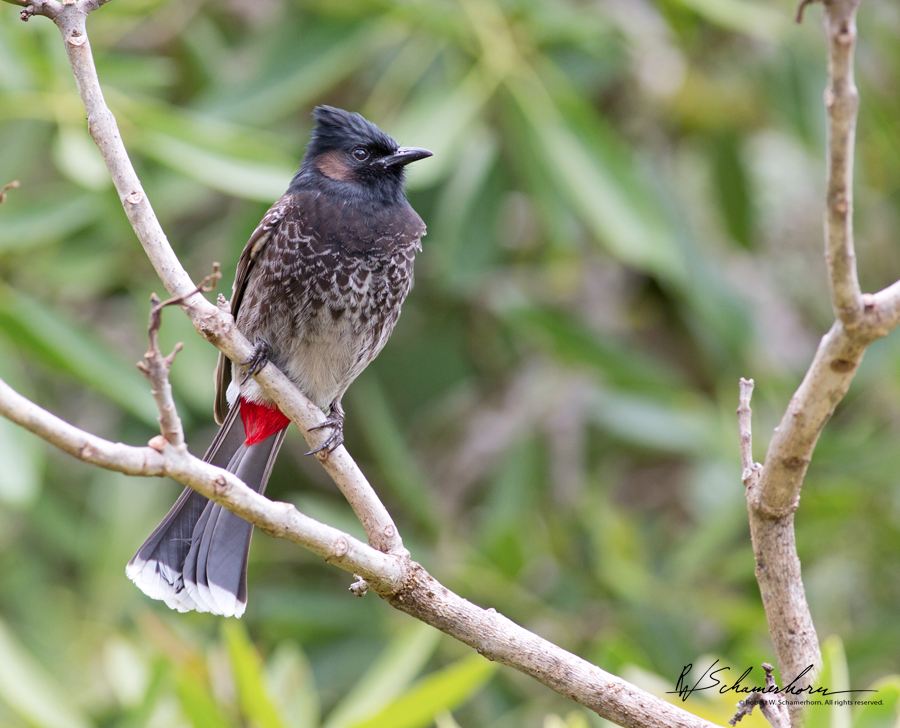 Wildlife Photography Gallery Image