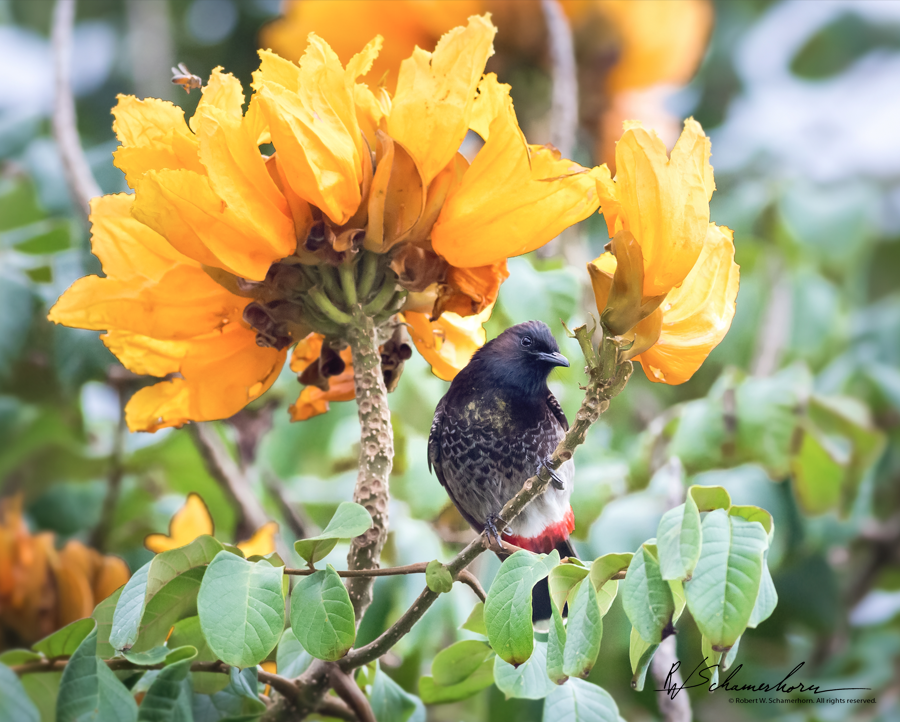 Wildlife Photography Gallery Image