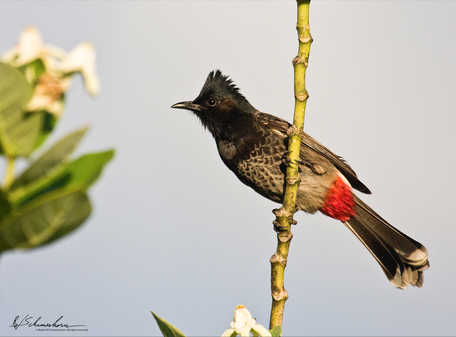 Wildlife Photography Gallery Image
